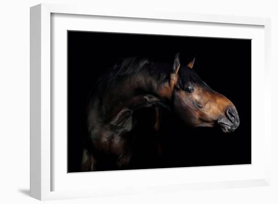 Horse-Fabio Petroni-Framed Photographic Print