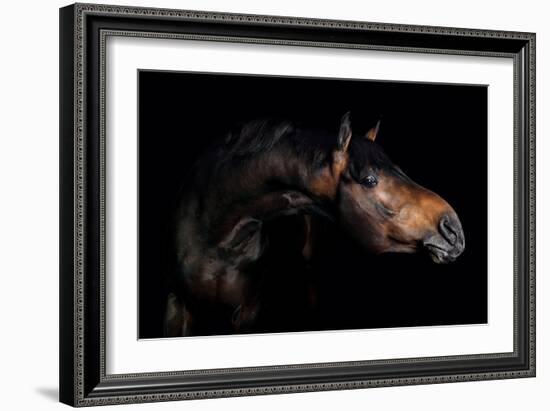 Horse-Fabio Petroni-Framed Photographic Print