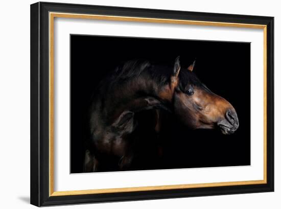 Horse-Fabio Petroni-Framed Photographic Print