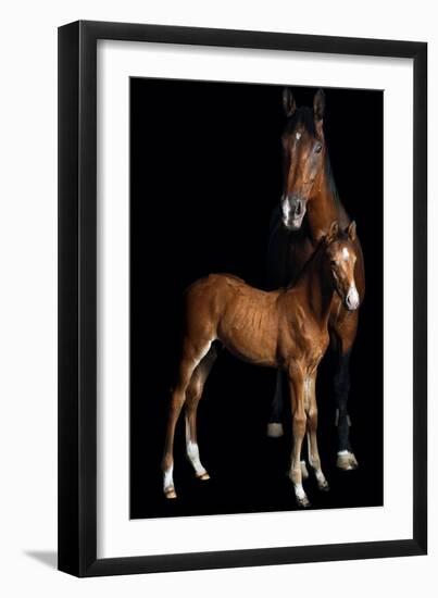 Horse-Fabio Petroni-Framed Photographic Print