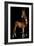 Horse-Fabio Petroni-Framed Photographic Print