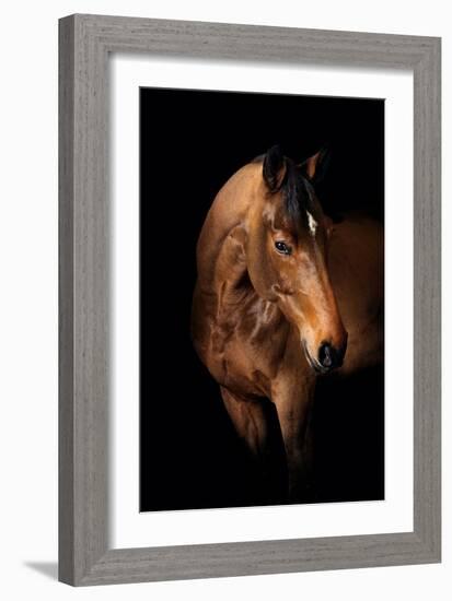 Horse-Fabio Petroni-Framed Photographic Print