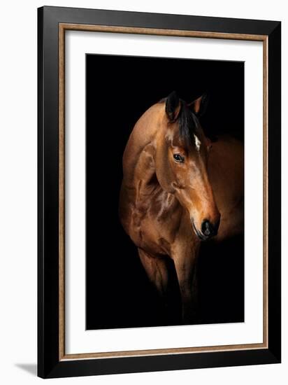 Horse-Fabio Petroni-Framed Photographic Print