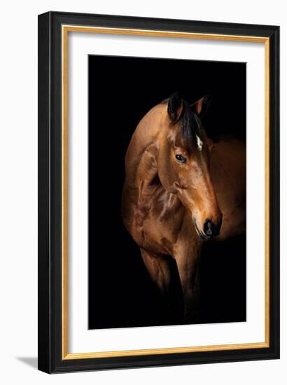 Horse-Fabio Petroni-Framed Photographic Print