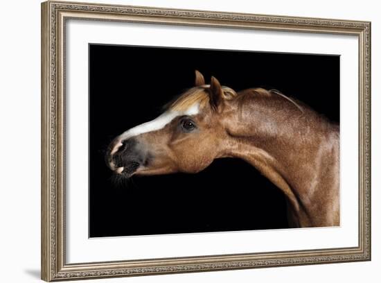 Horse-Fabio Petroni-Framed Photographic Print