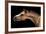 Horse-Fabio Petroni-Framed Photographic Print