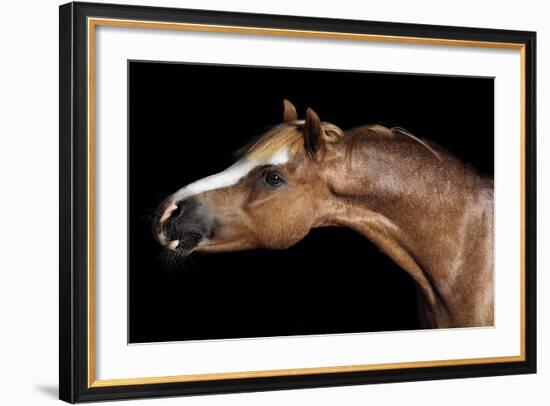 Horse-Fabio Petroni-Framed Photographic Print