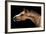 Horse-Fabio Petroni-Framed Photographic Print