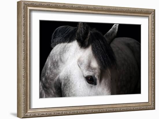 Horse-Fabio Petroni-Framed Photographic Print