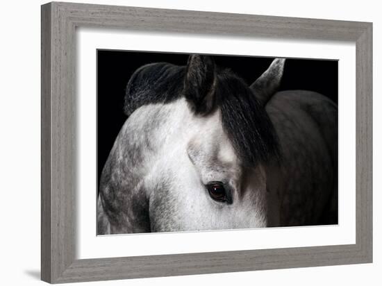 Horse-Fabio Petroni-Framed Photographic Print