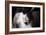 Horse-Fabio Petroni-Framed Photographic Print