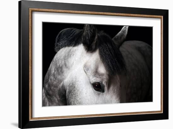 Horse-Fabio Petroni-Framed Photographic Print