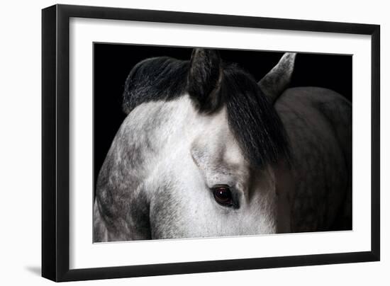 Horse-Fabio Petroni-Framed Photographic Print