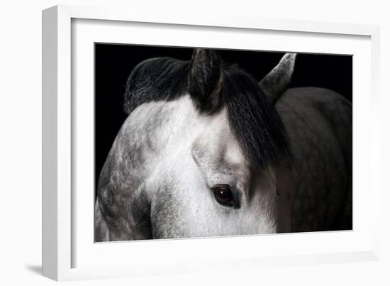 Horse-Fabio Petroni-Framed Photographic Print