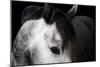 Horse-Fabio Petroni-Mounted Photographic Print