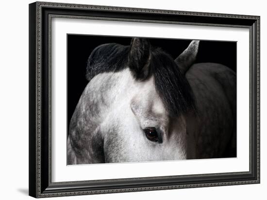 Horse-Fabio Petroni-Framed Photographic Print