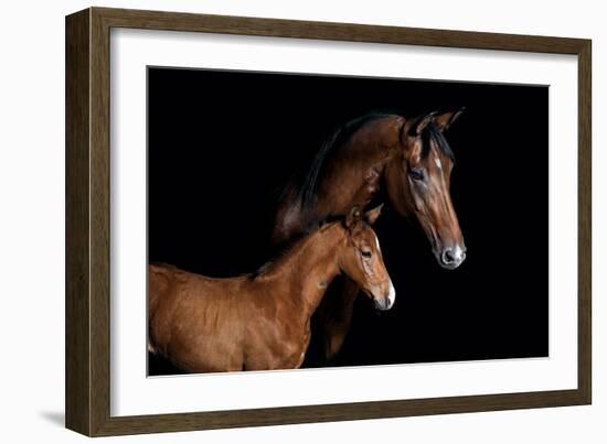 Horse-Fabio Petroni-Framed Photographic Print