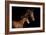 Horse-Fabio Petroni-Framed Photographic Print