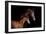 Horse-Fabio Petroni-Framed Photographic Print