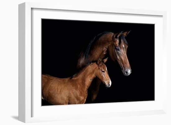 Horse-Fabio Petroni-Framed Photographic Print