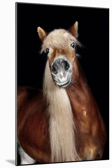 Horse-Fabio Petroni-Mounted Photographic Print