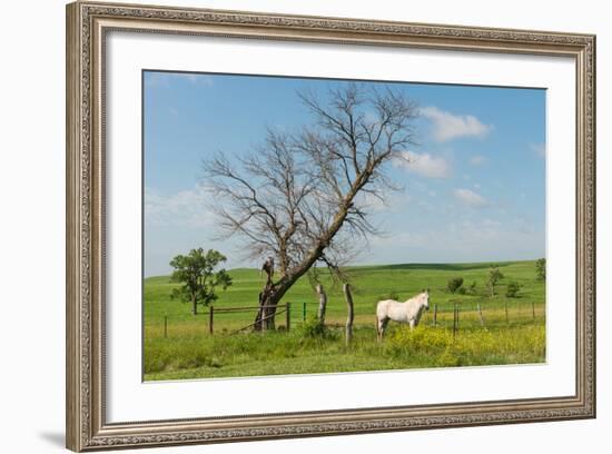 Horse-Hank Shiffman-Framed Photographic Print