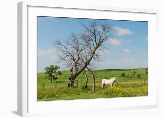 Horse-Hank Shiffman-Framed Photographic Print