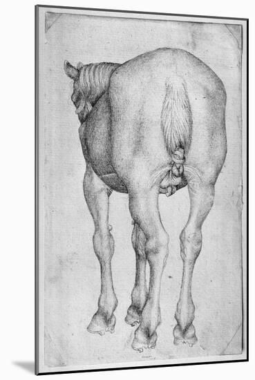 Horse-Antonio Pisani Pisanello-Mounted Giclee Print