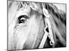 Horseback Riding I-Susan Bryant-Mounted Photographic Print