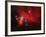 Horsehead And Flame Nebulae-John Sanford-Framed Photographic Print