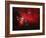 Horsehead And Flame Nebulae-John Sanford-Framed Photographic Print