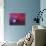 Horsehead Nebula-Slawik Birkle-Photographic Print displayed on a wall