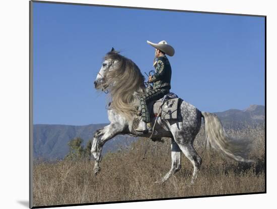 Horseman in Traditional Dress Riding Grey Andalusian Stallion, Ojai, California, USA-Carol Walker-Mounted Photographic Print