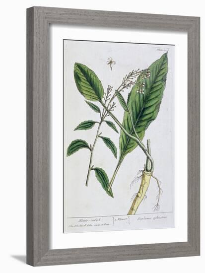 Horseradish, 1782-Elizabeth Blackwell-Framed Giclee Print