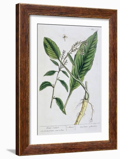 Horseradish, 1782-Elizabeth Blackwell-Framed Giclee Print