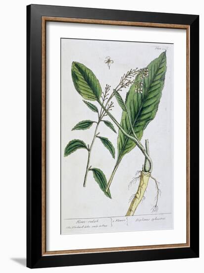 Horseradish, 1782-Elizabeth Blackwell-Framed Giclee Print