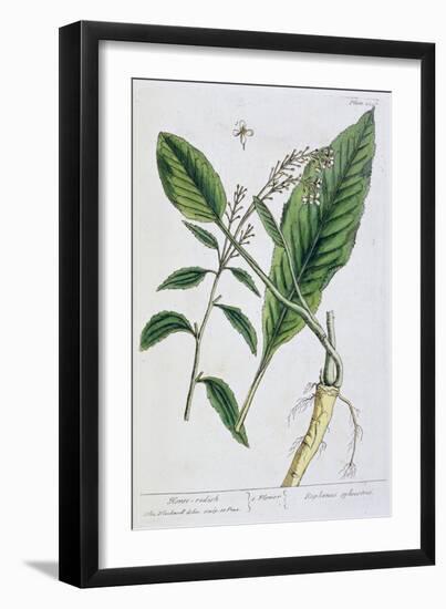 Horseradish, 1782-Elizabeth Blackwell-Framed Giclee Print