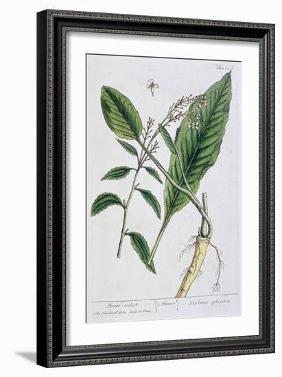 Horseradish, 1782-Elizabeth Blackwell-Framed Giclee Print