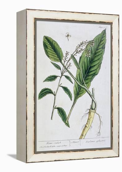 Horseradish, 1782-Elizabeth Blackwell-Framed Premier Image Canvas