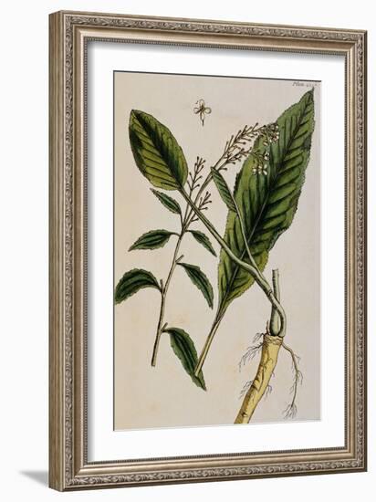 Horseradish-Elizabeth Blackwell-Framed Giclee Print