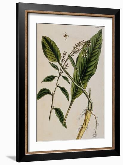 Horseradish-Elizabeth Blackwell-Framed Giclee Print