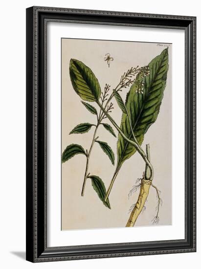 Horseradish-Elizabeth Blackwell-Framed Giclee Print