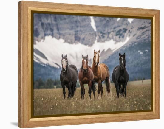 Horses Along the Rocky Mountain Front, Montana.-Steven Gnam-Framed Premier Image Canvas