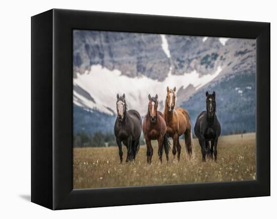 Horses Along the Rocky Mountain Front, Montana.-Steven Gnam-Framed Premier Image Canvas
