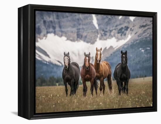 Horses Along the Rocky Mountain Front, Montana.-Steven Gnam-Framed Premier Image Canvas