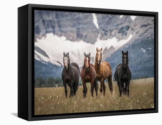 Horses Along the Rocky Mountain Front, Montana.-Steven Gnam-Framed Premier Image Canvas