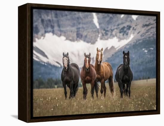 Horses Along the Rocky Mountain Front, Montana.-Steven Gnam-Framed Premier Image Canvas