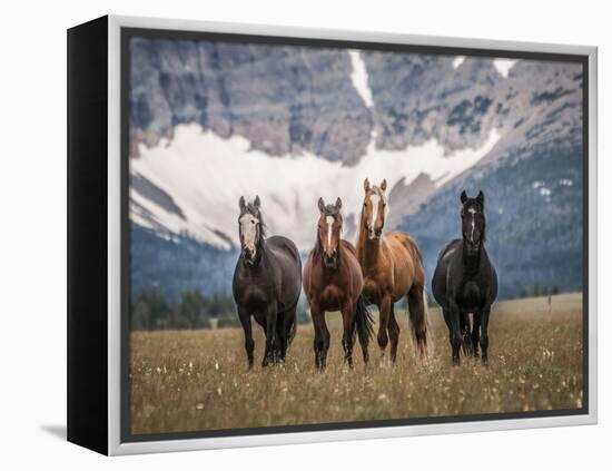 Horses Along the Rocky Mountain Front, Montana.-Steven Gnam-Framed Premier Image Canvas