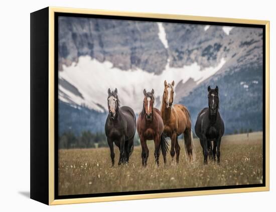 Horses Along the Rocky Mountain Front, Montana.-Steven Gnam-Framed Premier Image Canvas