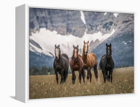 Horses Along the Rocky Mountain Front, Montana.-Steven Gnam-Framed Premier Image Canvas